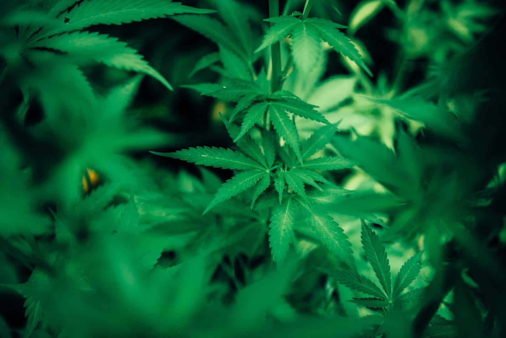 Hemp Plant